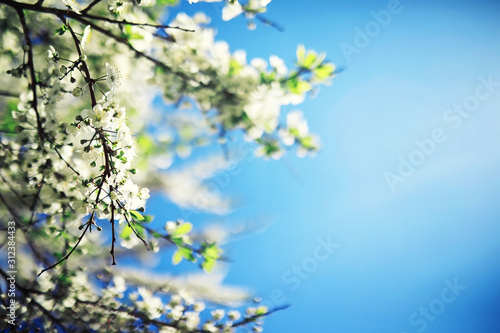 Bright spring greens at dawn in the forest. Nature comes to life in early spring.