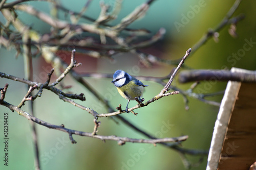 Eurasian blue tit hanging on a seed ball hung on a tree branch © Pavol Klimek
