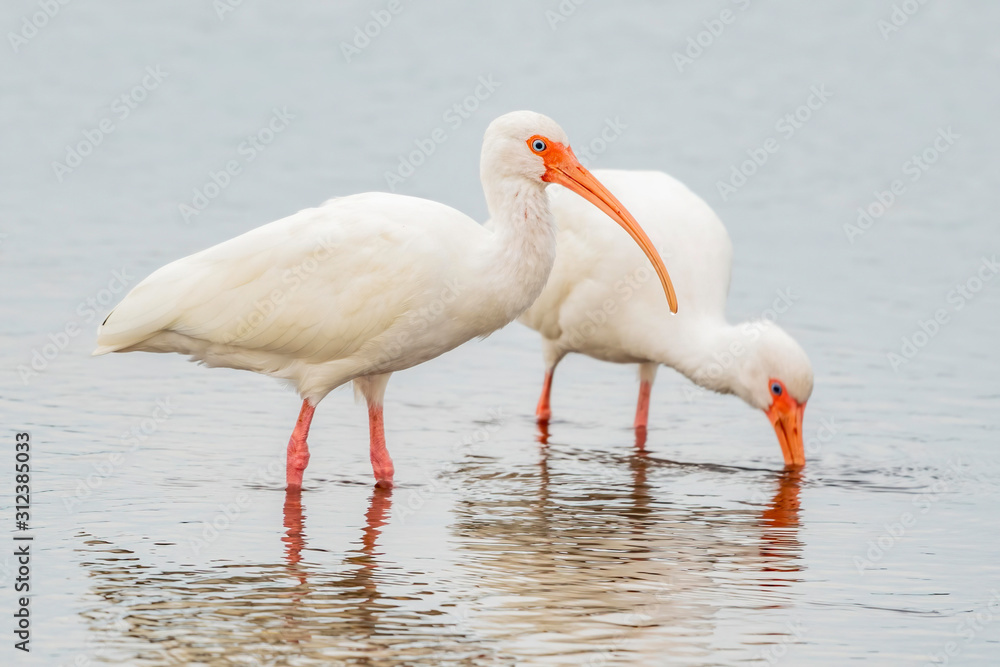 Ibises in the shallow water of a lake