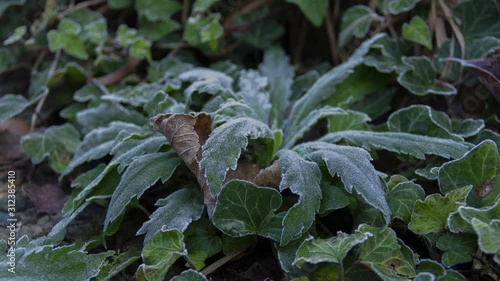 Time lapse of weed plant freezing while the sun is setting