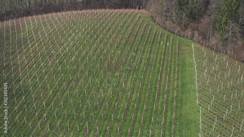 Grapevine rows on a hillside, aerial view of vineyard in winter, early spring photo