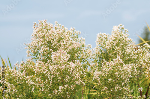 Bushes with smalle off white flowers - Florida photo