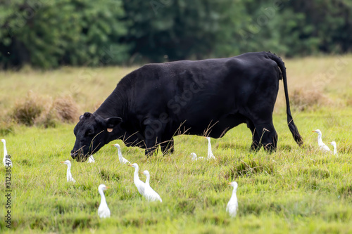 Black cow in a pasture with cattle egrets