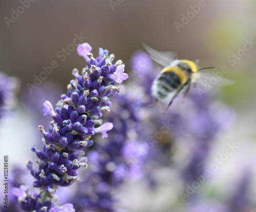 Lavendel © dominic_dehmel