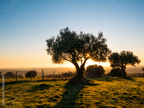 amanecer en un olivar en el campo  photo