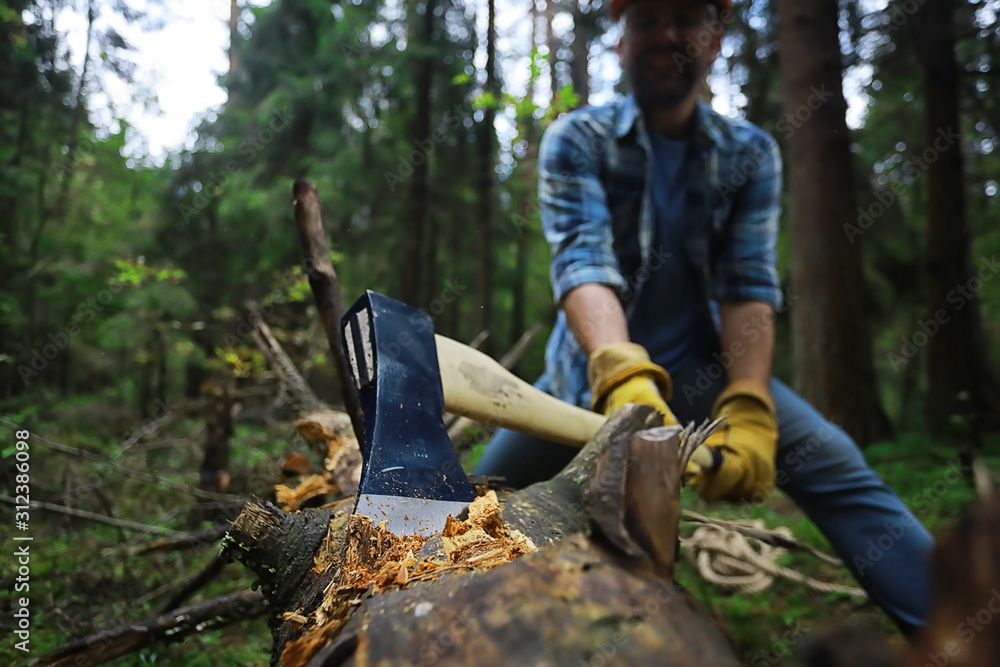 Male worker with an ax chopping a tree in the forest.