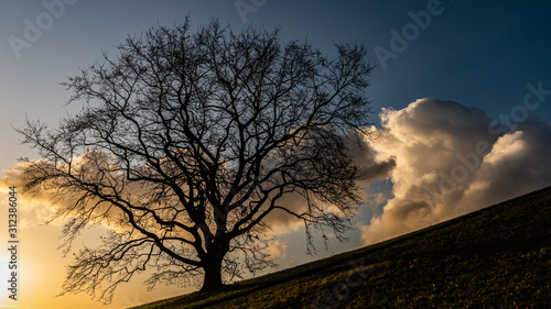 winter tree