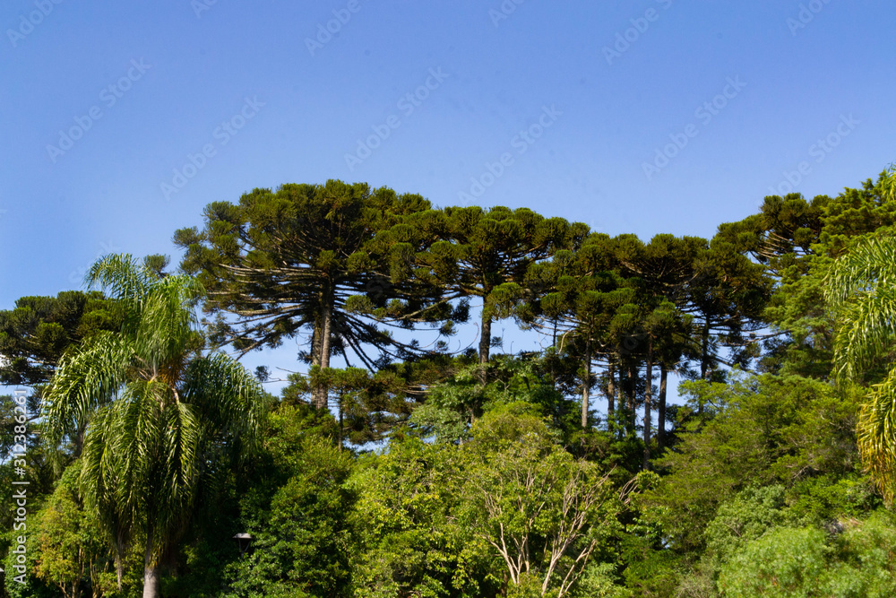 Atlantic Forest with Araucária Pine Trees