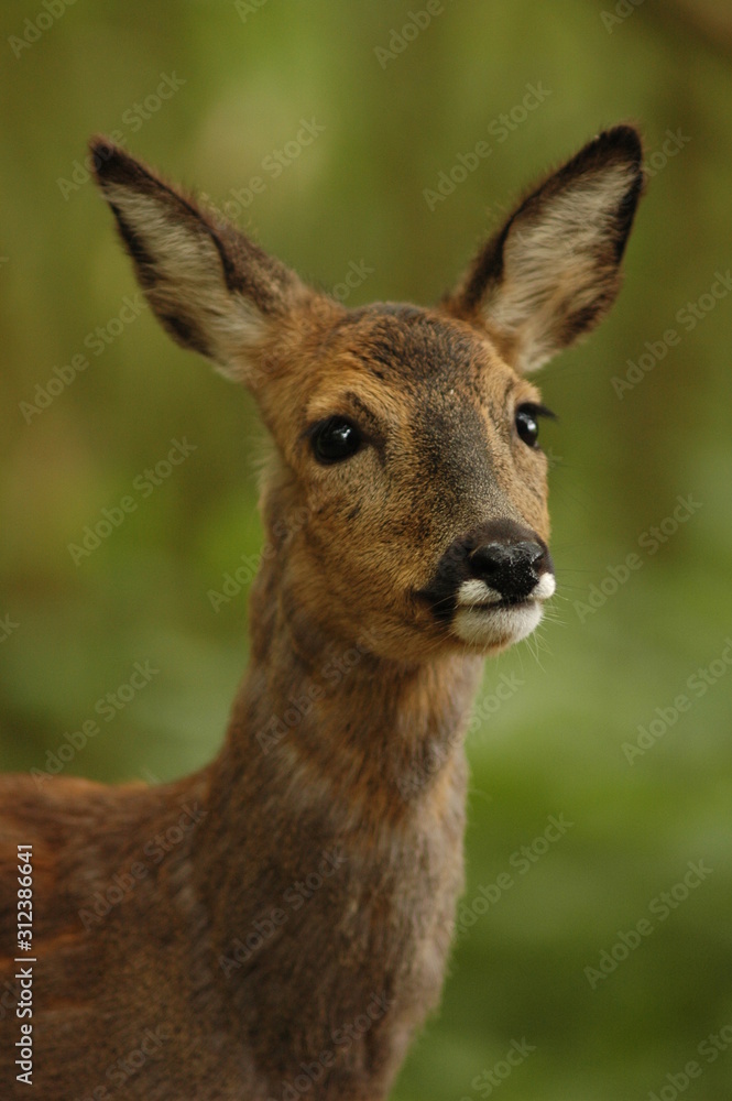 Reh close-up