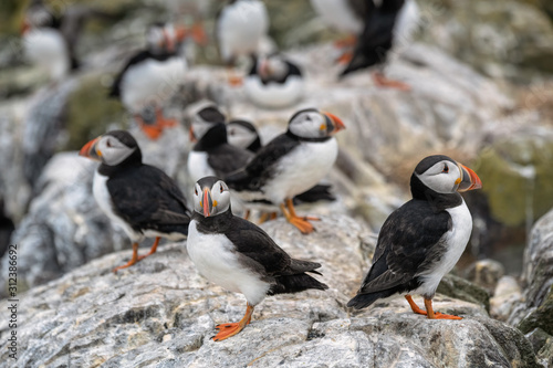 Group of puffins standing on a rock. Image taken in the Farne Islands, United Kingdom. 