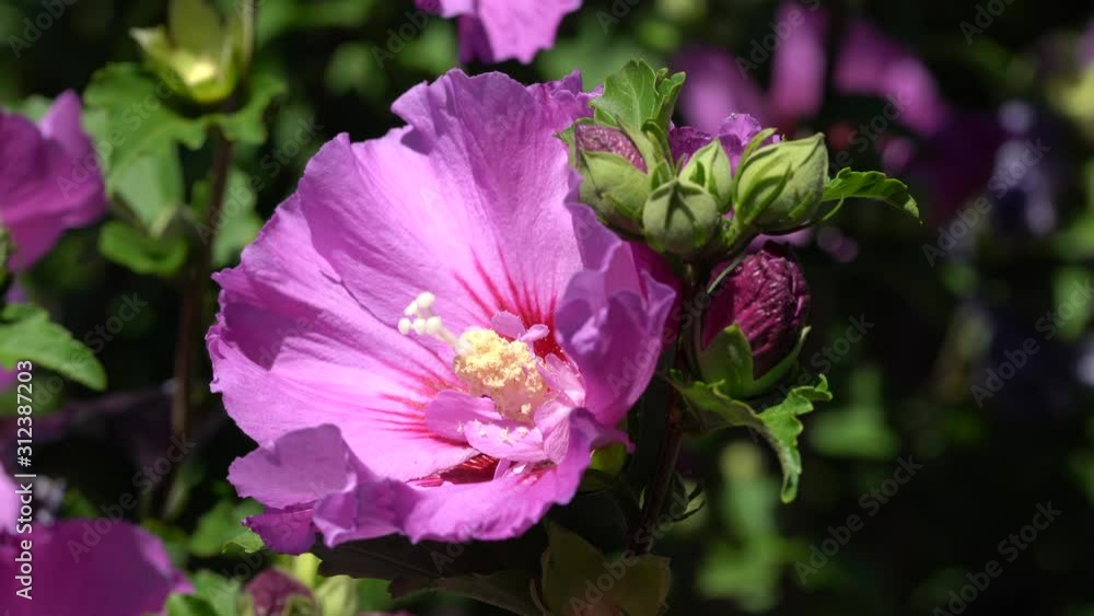 Rose althea (Hibiscus syriacus), flowers of summer Rose althea (Hibiscus syriacus), flowers of summer