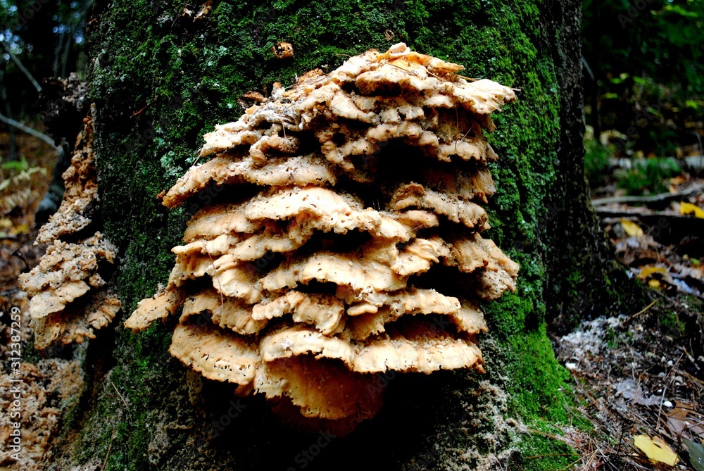 Shelf fungus / fungi on mossy oak tree trunk. East Coast North American forest in September. Wheaton Farm Conservation Area Easton, MA. Shelf fungus / fungi on mossy oak tree trunk. East Coast North American forest in September. Wheaton Farm Conservation Area Easton, MA.