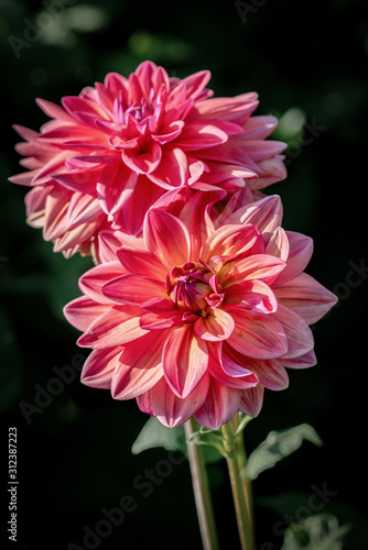 Detailed close up of two beautiful  pink  IGA Rostock 2003  dahlia flowers