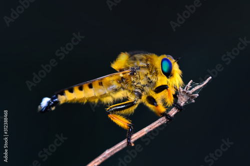 Macro shot of a robber fly 