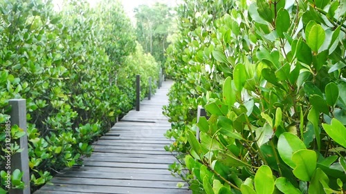 Tung Prongthong at Ban Pak Nam Krasae Nature Preserve and Forest, Klaeng district, Rayong Province, Thailand.  S photo