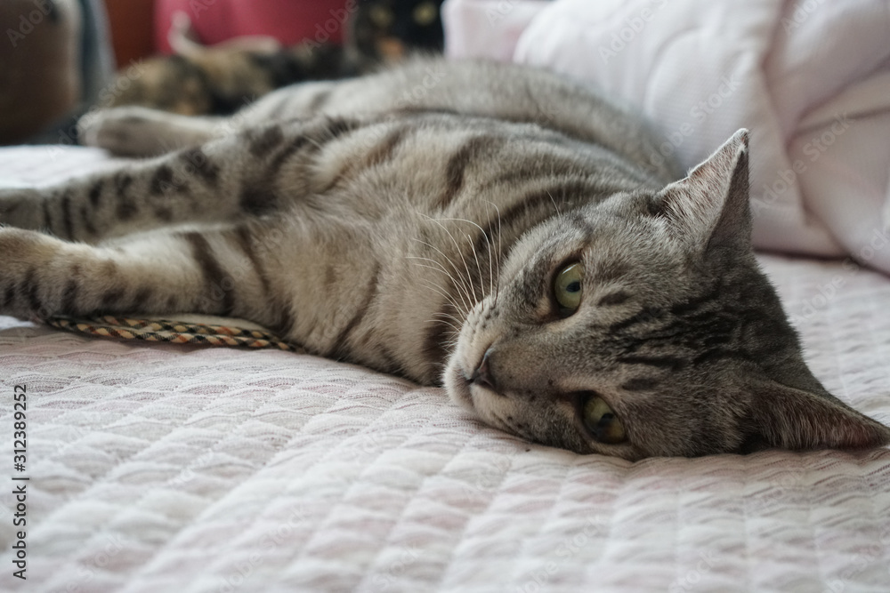 布団に伏せるサバトラ猫