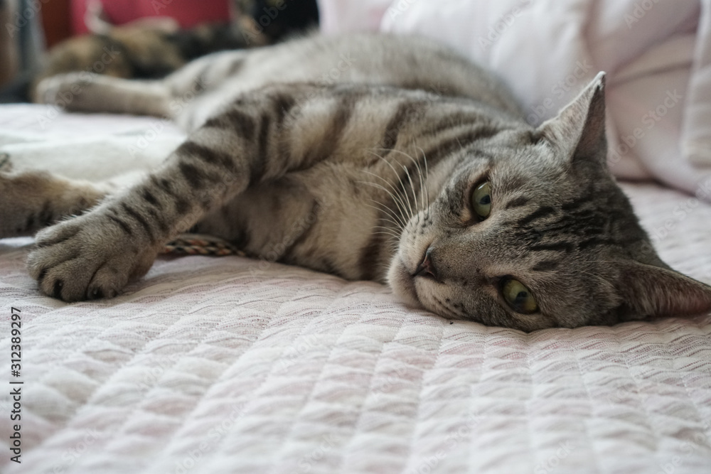 Obraz premium 布団に伏せるサバトラ猫