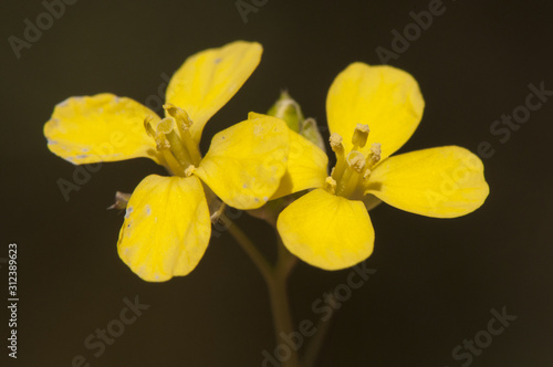 Diplotaxis yellow rocket wall flower species of the Cruciferae family that grows like weeds in the countryside of Andalusia