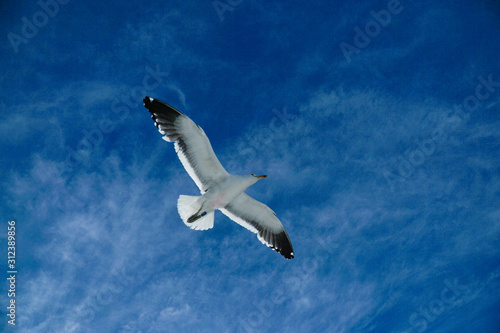 Flying seagull with blue sky and clouds on the background