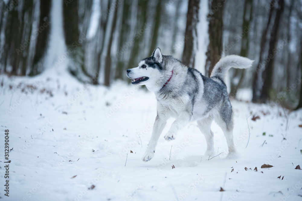 Siberian Husky running in the winter forest 