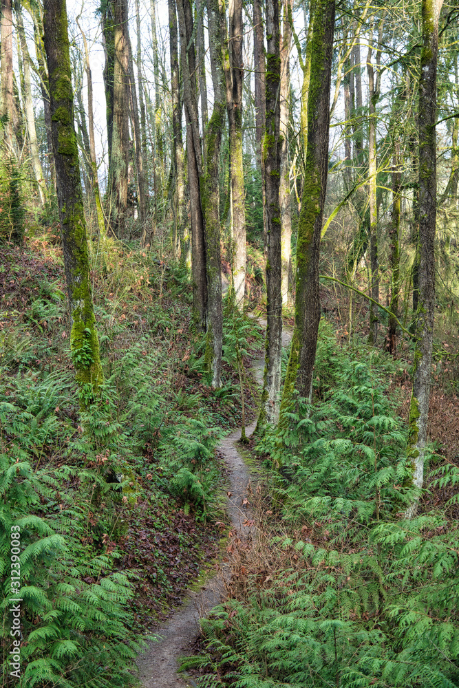 Fototapeta premium 2019-12-28 WALKWAY INTO THE WOODS ON MERCER ISLAND.