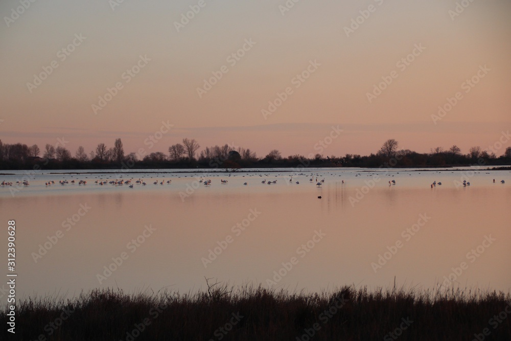 PAESAGGIO INVERNALE CON FENICOTTERI PAESAGGIO INVERNALE CON FENICOTTERI
