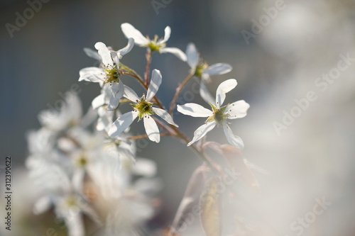 Weiße Blüten zum Frühling © Dagmar Gärtner