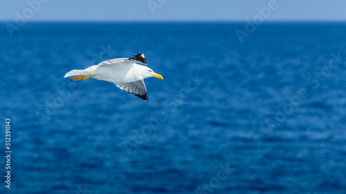 White seagull flies on a sunny day over the blue sea.