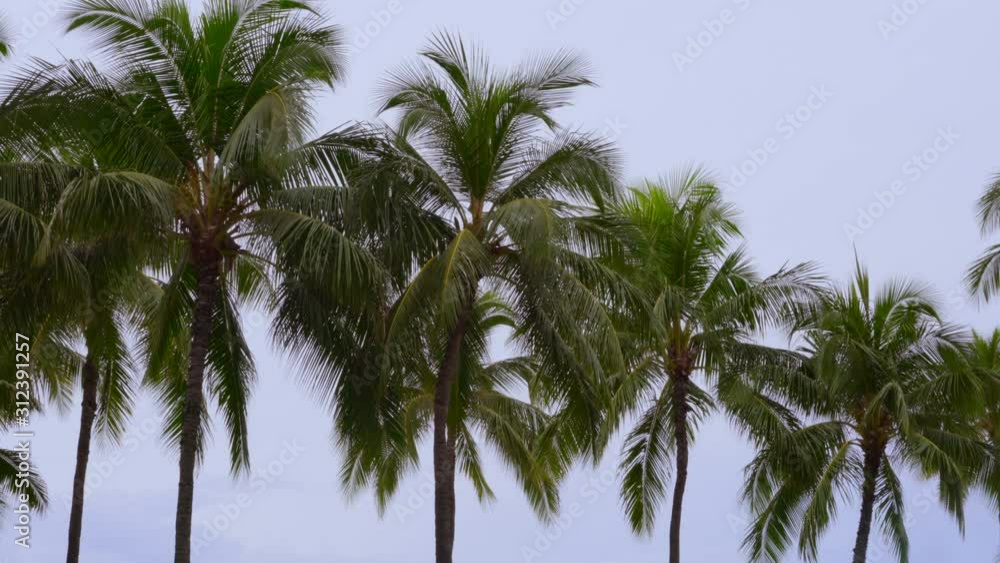 Calm palm tree branches sway from gentle breeze overcast day in tropics Calm palm tree branches sway from gentle breeze overcast day in tropics