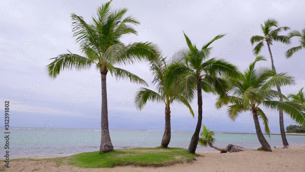 Palm trees on tropical beach waterfront blowing in the wind on overcast day turquoise waters Palm trees on tropical beach waterfront blowing in the wind on overcast day turquoise waters
