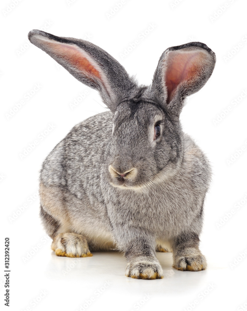 Obraz premium One grey rabbit.