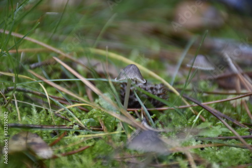 mushroom in the grass