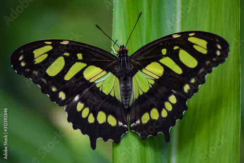 Green and Black Malachite Butterfly, Close-Up