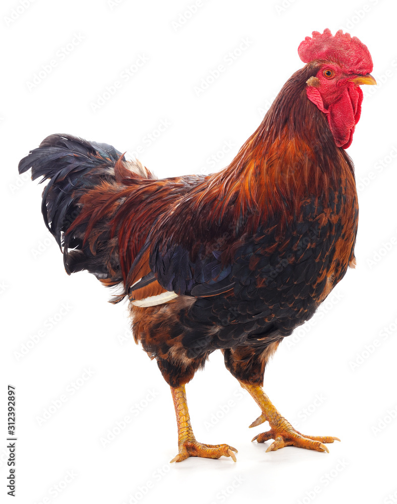 Fototapeta premium One red rooster.