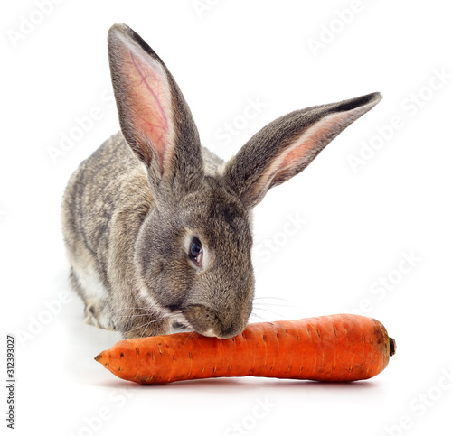 Rabbit and carrot.