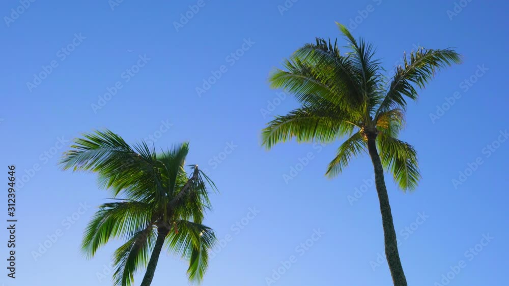 Tight shot looking up to two tall palm trees blowing in the wind with bright blue sky Tight shot looking up to two tall palm trees blowing in the wind with bright blue sky
