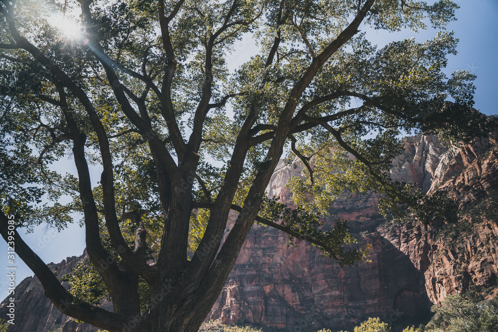 tree in autumn in Zion National Park tree in autumn in Zion National Park