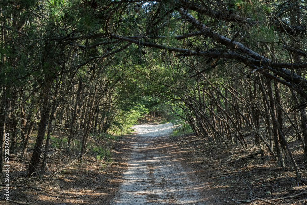 Obraz premium path in the forest
