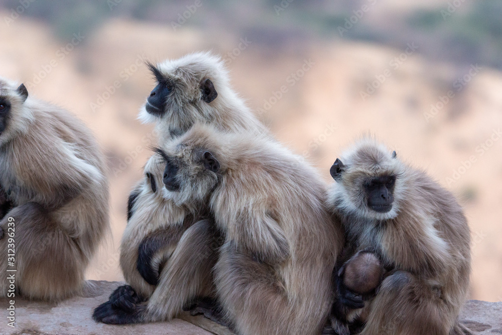 Obraz premium Monkeys at Savitri Mata Temple, Pushkar