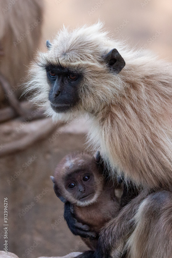 Obraz premium Monkeys at Savitri Mata Temple, Pushkar