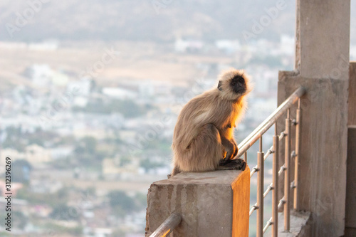 Canvas Print Monkeys at Savitri Mata Temple, Pushkar