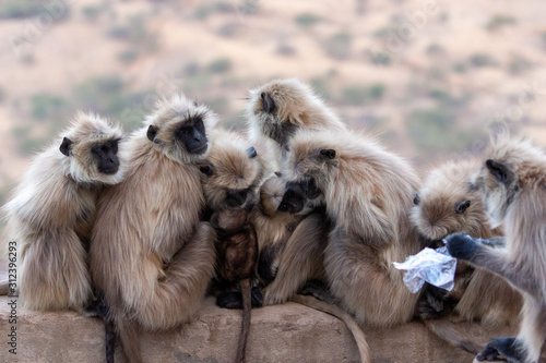 Monkeys at Savitri Mata Temple, Pushkar