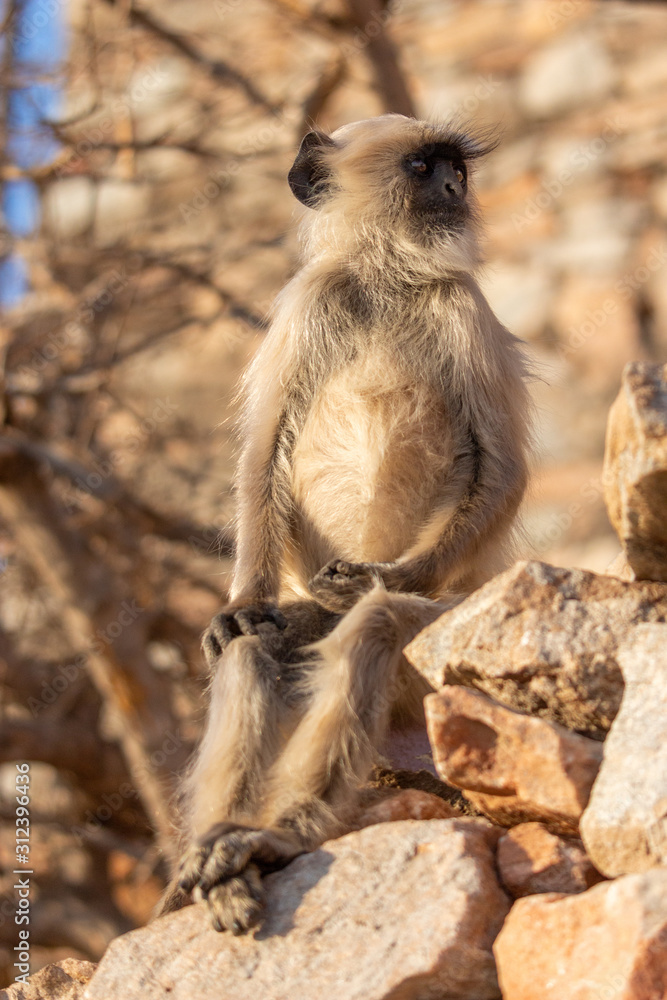 Fototapeta premium Monkeys at Savitri Mata Temple, Pushkar