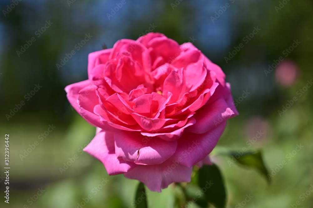 A rose flower in the park