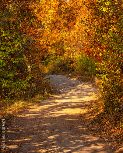 Pathway in the forest at au...