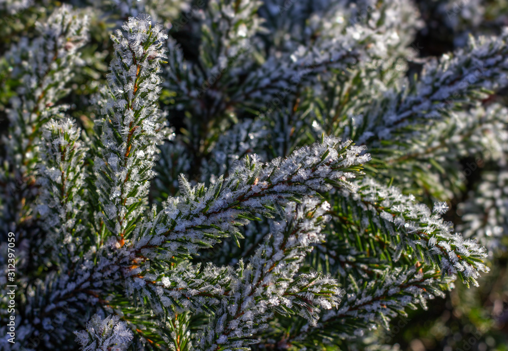 Branches of spruce covered with snowflakes on blurry background. Ice twigs in the winter forest. Wintertime. Snowflakes shine and sparkle on a fir branch. Branches of spruce covered with snowflakes on blurry background. Ice twigs in the winter forest. Wintertime. Snowflakes shine and sparkle on a fir branch.