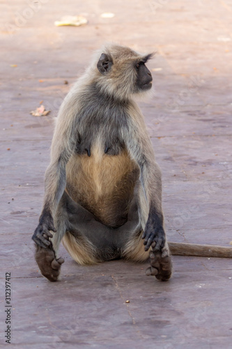 Langur Monkeys, Ranthambore