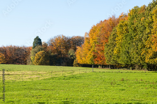 Green field with colorful trees on the horizon.