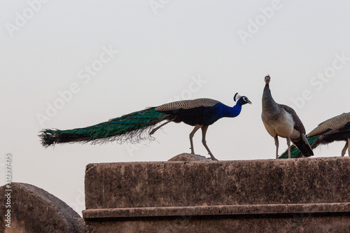 Photography Ranthambore Park Peacock