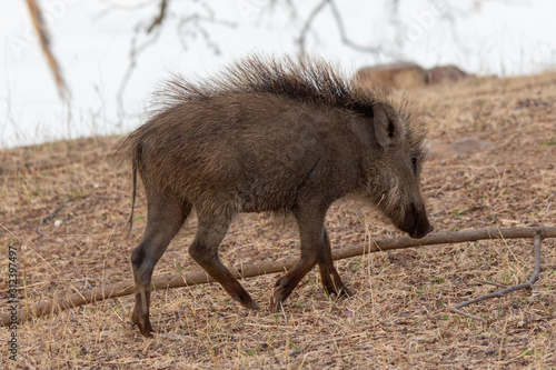 Ranthambore NP Wildlife